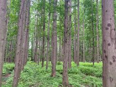 -黄海国家森林公园