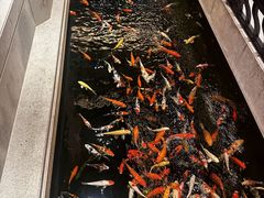 大堂-龙悦湾酒家·八阵鱼生·渔人码头店