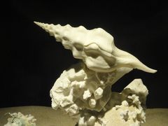 -亚龙湾中心广场·贝壳馆