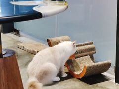 -瞄一喵猫咖(格力海岸店)