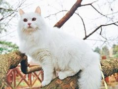 -艾吉宠物医院·疑难杂症转诊中心·猫友好(碧江路院)