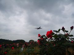 -空港花田景区