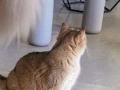 -藏猫猫咖啡主题馆(中央大道店)