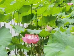 -陈家山荷花公园
