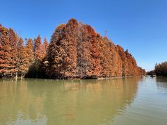 -上海海湾国家森林公园