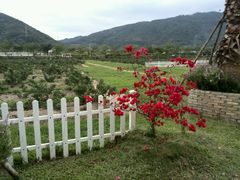 -亚龙湾国际玫瑰谷