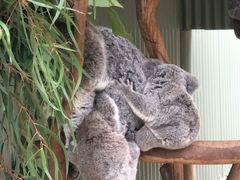 -费瑟代尔野生动物园