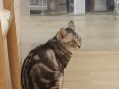-猫咪派对(江南西店)