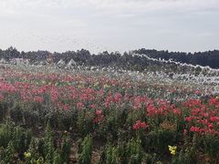 -空港花田景区