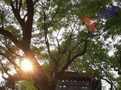 -北京国子监胡同