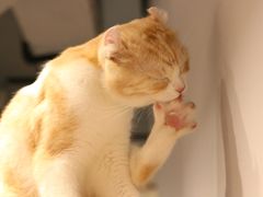 -Heymao猫咖.咖啡厅(东门店)