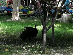 -北京麋鹿生态实验中心