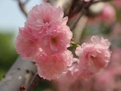 -天适樱花悠乐园