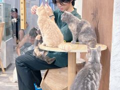 -楼上猫咖(罗湖店)