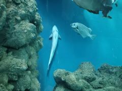 -上海海洋水族馆