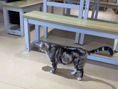 -藏猫猫咖啡主题馆(中央大道店)