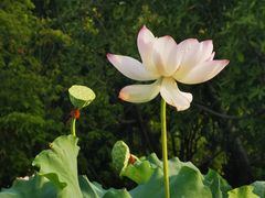 -厦门园林博览苑