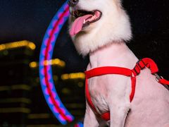 -超宠爱宠物摄影-Super pet