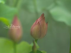 -花之城