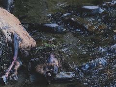 -硗碛藏寨·神木垒景区