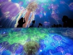 -烟台海昌鲸鲨海洋公园