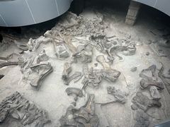 -自贡恐龙博物馆