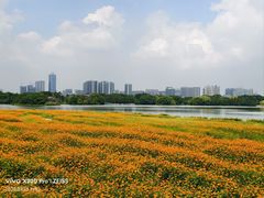 -海珠湖公园
