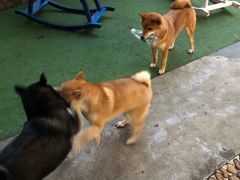 -柴犬高等学院·狗咖·柴犬售卖·宠物训练