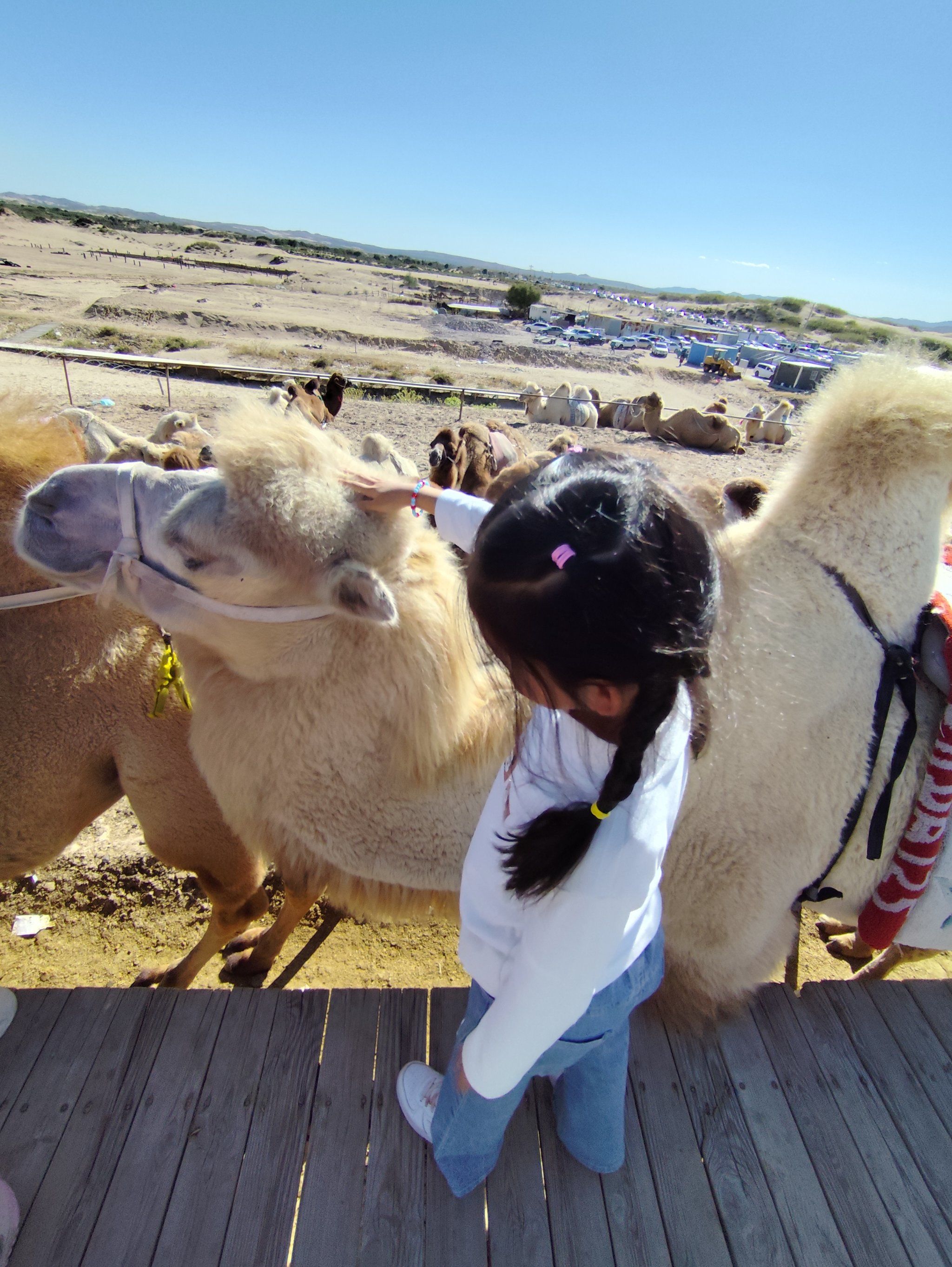 天天领红包在沙漠中骑骆驼是一种非常特别
