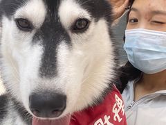 -Husky Go!哈士奇体验馆·宠物咖啡厅狗咖