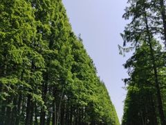 -渡海小渔村.老辈日照菜