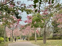 -风云岭森林公园