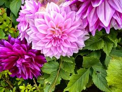 -庐山风景区花径公园