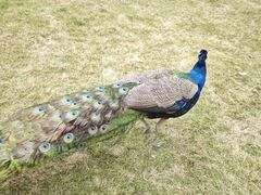 -J Create城市露营咖啡·简餐·宠物(上海动物园店)