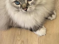 -有喵·猫咖·狗咖·30几只猫10只小狗(岗厦店)