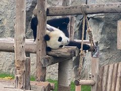 -上海野生动物园