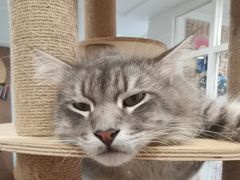 -楼上猫咖(罗湖店)