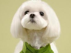 -萌宠之家·腊肠犬·马尔泰·小体犬舍