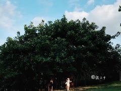 -深圳湾公园(南山区)