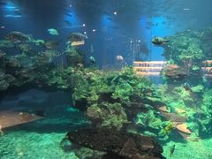 -海棠湾洲际-涛·海底餐厅·美人鱼·自助餐·海底隧道