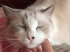 -瑞派福兴宠物医院犬猫全科·骨科·中西医结合(河东店)