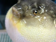 -永安鱼庄·镇江菜(丁卯店)