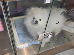 -FAELING PETS美天灵宠物(富力广场店)