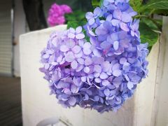 -三圣花乡旅游区