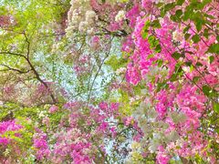 -深圳国际园林花卉博览园