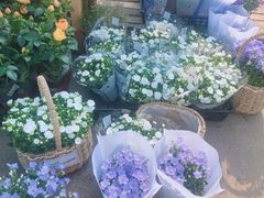 -曲阳花鸟市场(曲阳路店)