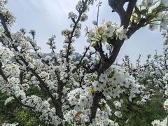-树山生态村