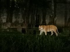 -清迈夜间动物园