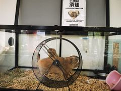 -有猫主题·治愈系猫咖(曾厝垵店)