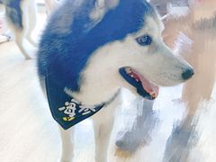 -Husky Go! 哈士奇体验馆·宠物咖啡厅狗咖